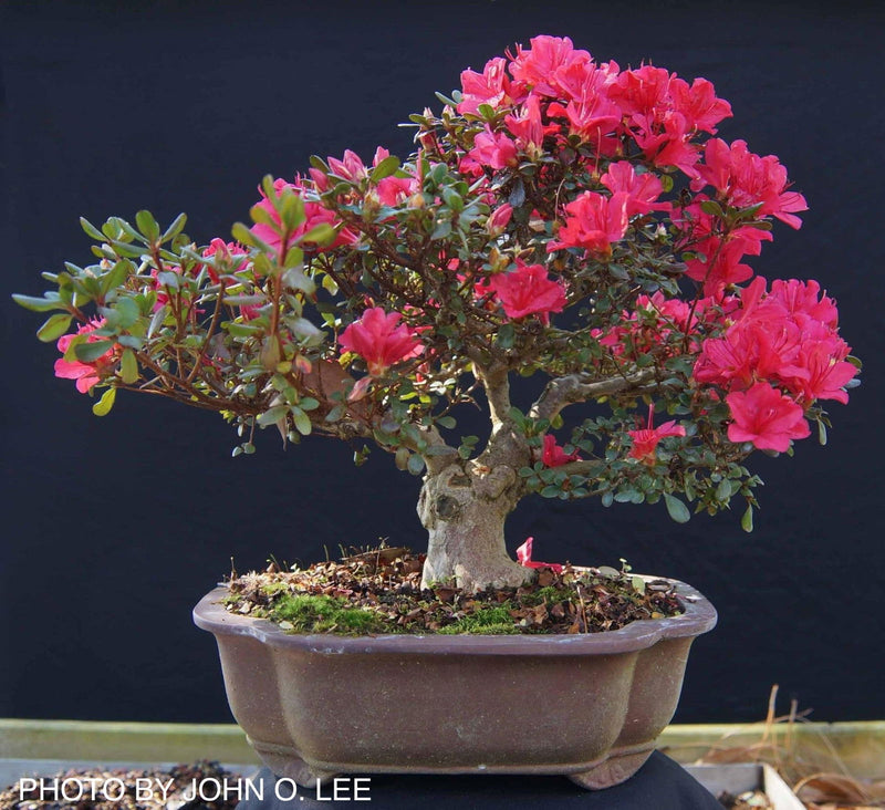 - Azalea 'Hino Crimson’ Red Flowering Kurume Azalea - Mr Maple │ Buy Japanese Maple Trees