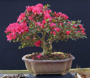 - Azalea 'Hino Crimson’ Red Flowering Kurume Azalea - Mr Maple │ Buy Japanese Maple Trees
