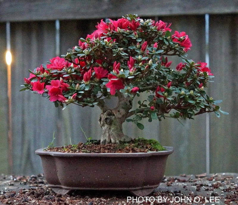 - Azalea 'Hino Crimson’ Red Flowering Kurume Azalea - Mr Maple │ Buy Japanese Maple Trees