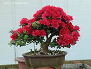 - Azalea 'Hino Crimson’ Red Flowering Kurume Azalea - Mr Maple │ Buy Japanese Maple Trees