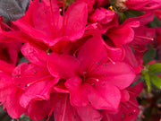 - Azalea 'Hino Crimson’ Red Flowering Kurume Azalea - Mr Maple │ Buy Japanese Maple Trees