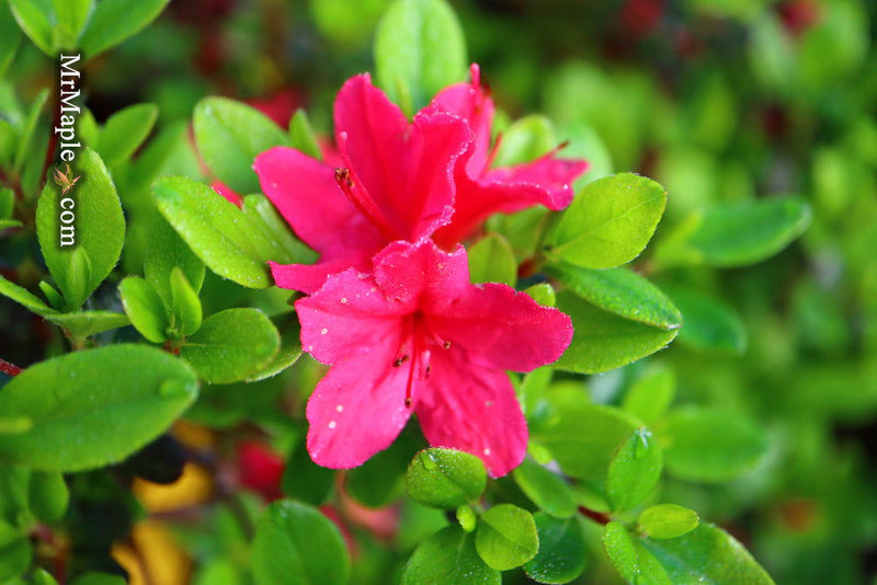- Azalea 'Hino Crimson’ Red Flowering Kurume Azalea - Mr Maple │ Buy Japanese Maple Trees