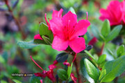 - Azalea 'Hino Crimson’ Red Flowering Kurume Azalea - Mr Maple │ Buy Japanese Maple Trees