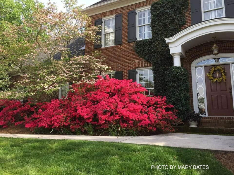 - Azalea 'Hinodegiri’ Purple Red Flowering Kurume Azalea - Mr Maple │ Buy Japanese Maple Trees