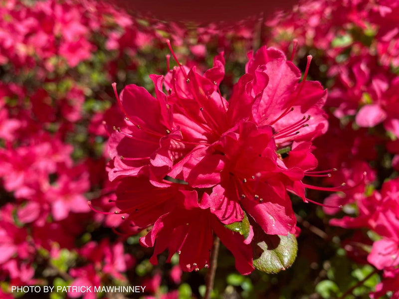 - Azalea 'Hinodegiri’ Purple Red Flowering Kurume Azalea - Mr Maple │ Buy Japanese Maple Trees