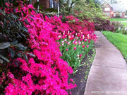 - Azalea 'Hinodegiri’ Purple Red Flowering Kurume Azalea - Mr Maple │ Buy Japanese Maple Trees