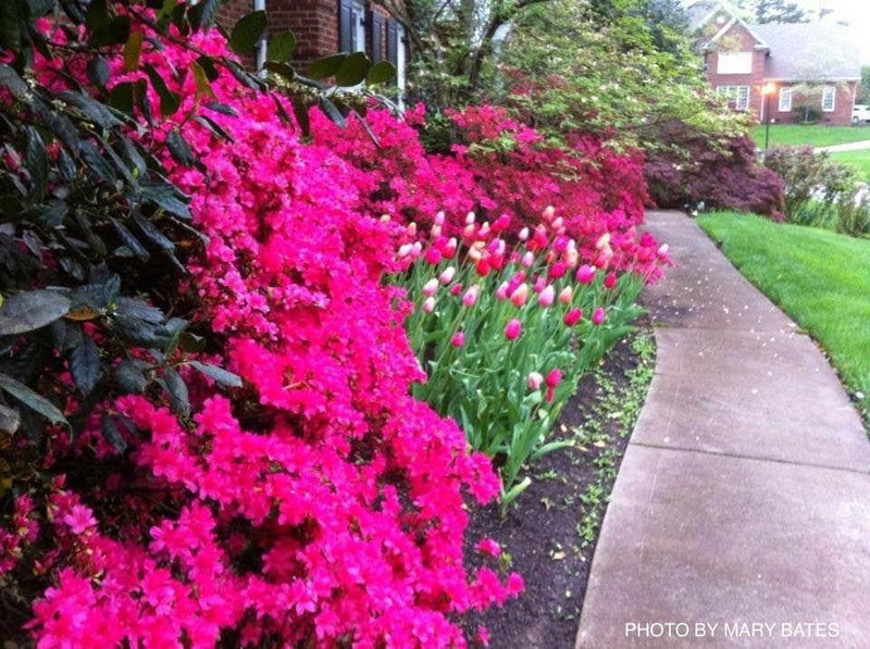 - Azalea 'Hinodegiri’ Purple Red Flowering Kurume Azalea - Mr Maple │ Buy Japanese Maple Trees