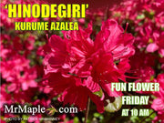 - Azalea 'Hinodegiri’ Purple Red Flowering Kurume Azalea - Mr Maple │ Buy Japanese Maple Trees