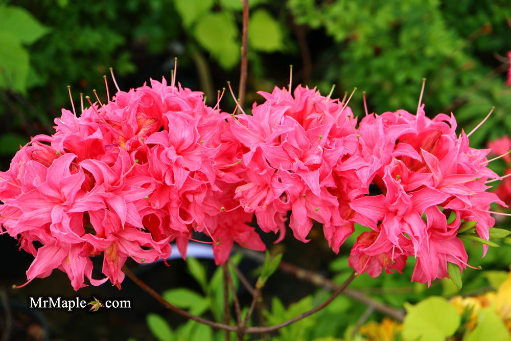 Buy Azalea 'Homebush' Pink Flowers Deciduous Azalea — Mr Maple