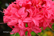 - Azalea 'Homebush’ Bright Pink Flowers Deciduous Azalea - Mr Maple │ Buy Japanese Maple Trees