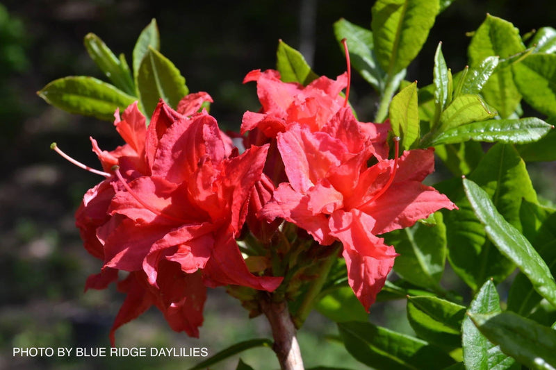 - Azalea 'Homebush’ Bright Pink Flowers Deciduous Azalea - Mr Maple │ Buy Japanese Maple Trees