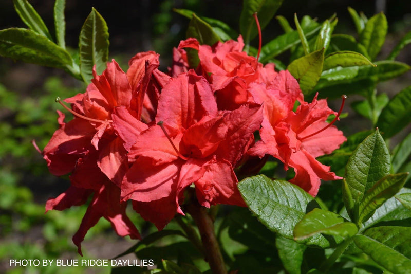 - Azalea 'Homebush’ Bright Pink Flowers Deciduous Azalea - Mr Maple │ Buy Japanese Maple Trees