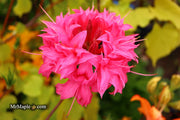 - Azalea 'Homebush’ Bright Pink Flowers Deciduous Azalea - Mr Maple │ Buy Japanese Maple Trees