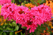 - Azalea 'Homebush’ Bright Pink Flowers Deciduous Azalea - Mr Maple │ Buy Japanese Maple Trees