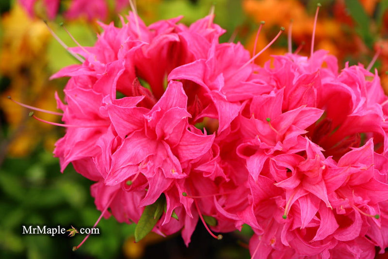 - Azalea 'Homebush’ Bright Pink Flowers Deciduous Azalea - Mr Maple │ Buy Japanese Maple Trees