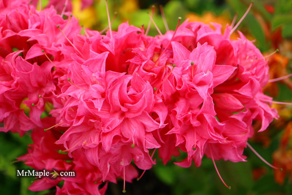 Buy Azalea 'Homebush' Pink Flowers Deciduous Azalea — Mr Maple
