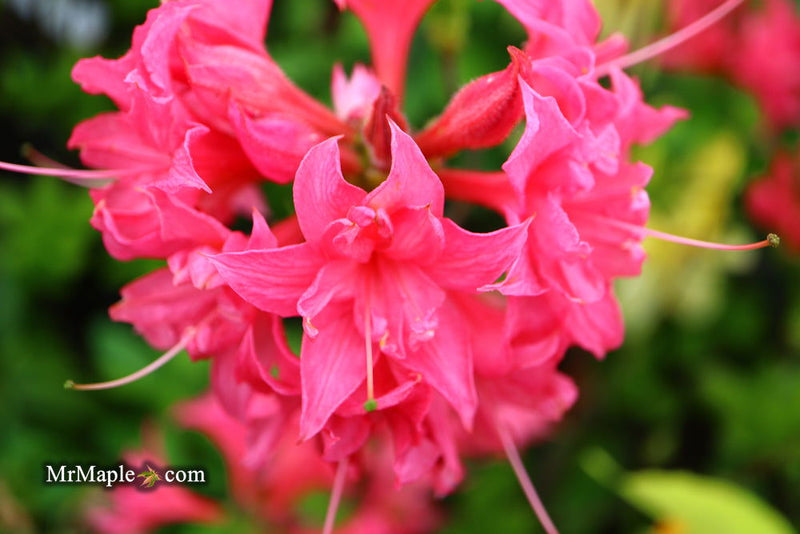 - Azalea 'Homebush’ Bright Pink Flowers Deciduous Azalea - Mr Maple │ Buy Japanese Maple Trees