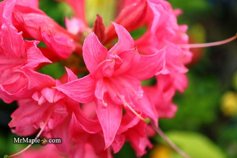 - Azalea 'Homebush’ Bright Pink Flowers Deciduous Azalea - Mr Maple │ Buy Japanese Maple Trees