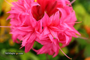 - Azalea 'Homebush’ Bright Pink Flowers Deciduous Azalea - Mr Maple │ Buy Japanese Maple Trees