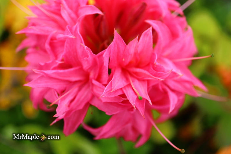 - Azalea 'Homebush’ Bright Pink Flowers Deciduous Azalea - Mr Maple │ Buy Japanese Maple Trees