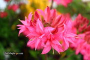 - Azalea 'Homebush’ Bright Pink Flowers Deciduous Azalea - Mr Maple │ Buy Japanese Maple Trees