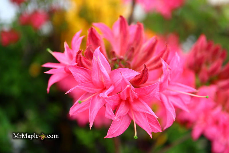 - Azalea 'Homebush’ Bright Pink Flowers Deciduous Azalea - Mr Maple │ Buy Japanese Maple Trees