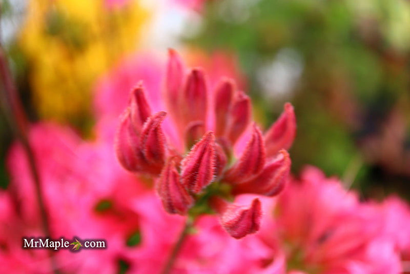 - Azalea 'Homebush’ Bright Pink Flowers Deciduous Azalea - Mr Maple │ Buy Japanese Maple Trees