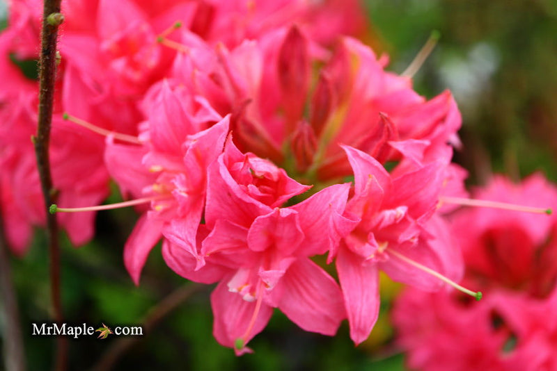 - Azalea 'Homebush’ Bright Pink Flowers Deciduous Azalea - Mr Maple │ Buy Japanese Maple Trees