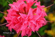 - Azalea 'Homebush’ Bright Pink Flowers Deciduous Azalea - Mr Maple │ Buy Japanese Maple Trees