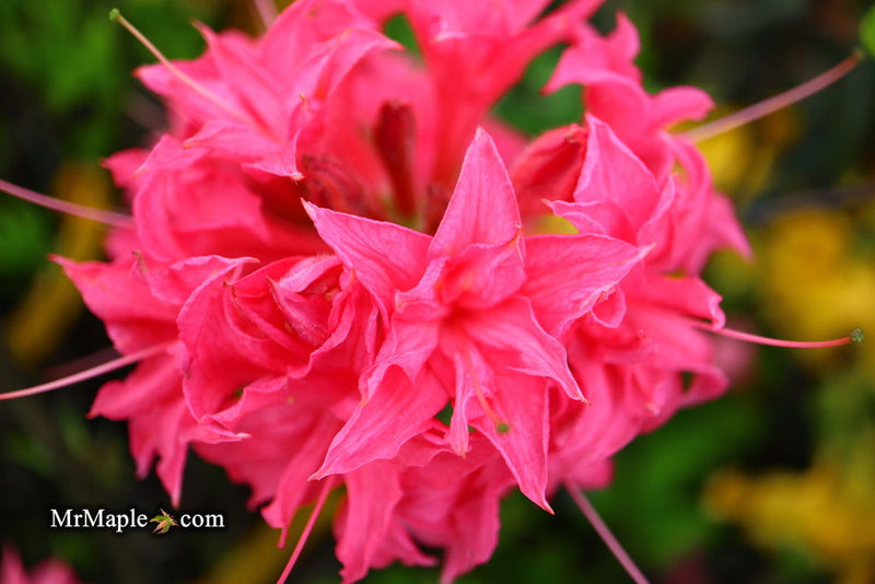 - Azalea 'Homebush’ Bright Pink Flowers Deciduous Azalea - Mr Maple │ Buy Japanese Maple Trees