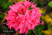 - Azalea 'Homebush’ Bright Pink Flowers Deciduous Azalea - Mr Maple │ Buy Japanese Maple Trees