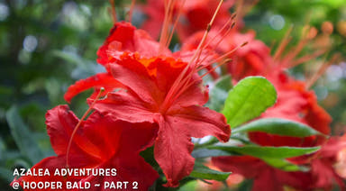 - Azalea 'Hooper's Red’ Native Flame Azalea - Mr Maple │ Buy Japanese Maple Trees