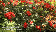 - Azalea 'Hooper's Red’ Native Flame Azalea - Mr Maple │ Buy Japanese Maple Trees