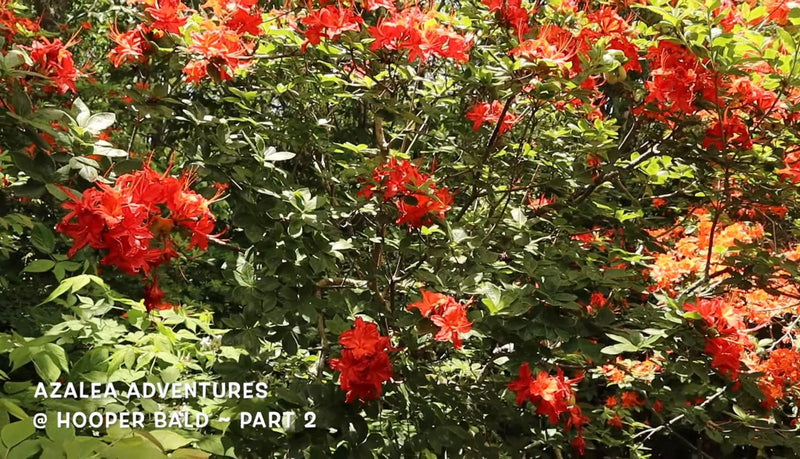 - Azalea 'Hooper's Red’ Native Flame Azalea - Mr Maple │ Buy Japanese Maple Trees