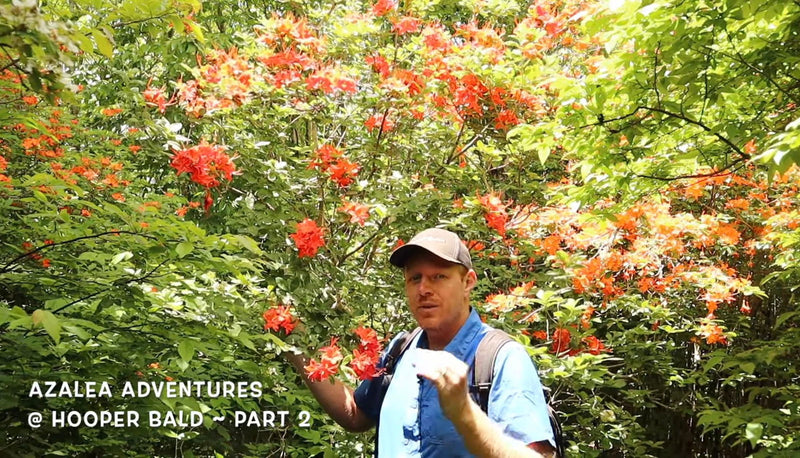 - Azalea 'Hooper's Red’ Native Flame Azalea - Mr Maple │ Buy Japanese Maple Trees