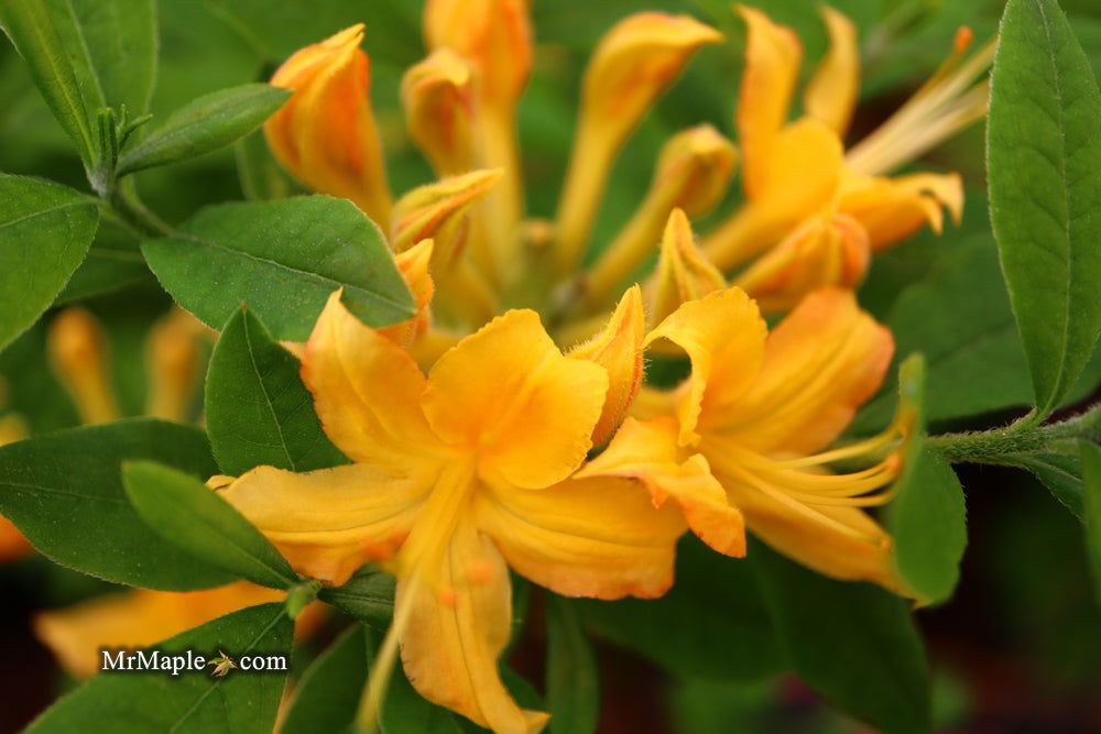 落葉樹 asobou Azalea 'Hurricane Creek #148' Yellow Flowers Native Azalea — Mr
