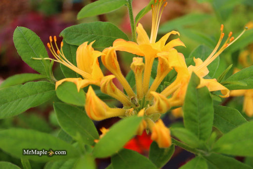 - Azalea 'Hurricane Creek #148’ Yellow Native Azalea - Mr Maple │ Buy Japanese Maple Trees
