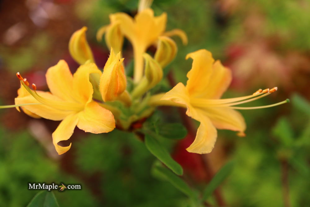 落葉樹 asobou Kansas Plant Farm - Buy from over 500 varieties of plants in
