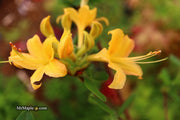 - Azalea 'Hurricane Creek #148’ Yellow Native Azalea - Mr Maple │ Buy Japanese Maple Trees
