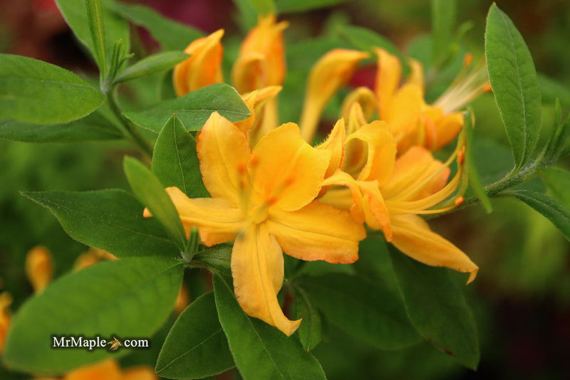 - Azalea 'Hurricane Creek #148’ Yellow Native Azalea - Mr Maple │ Buy Japanese Maple Trees
