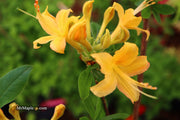 - Azalea 'Hurricane Creek #148’ Yellow Native Azalea - Mr Maple │ Buy Japanese Maple Trees
