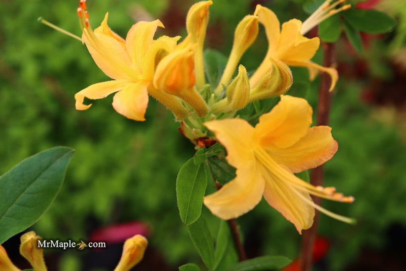 - Azalea 'Hurricane Creek #148’ Yellow Native Azalea - Mr Maple │ Buy Japanese Maple Trees