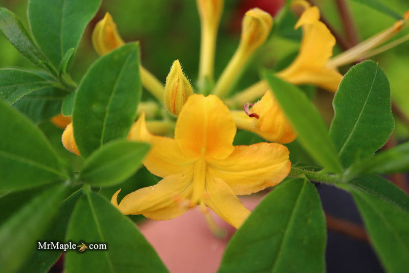- Azalea 'Hurricane Creek #148’ Yellow Native Azalea - Mr Maple │ Buy Japanese Maple Trees