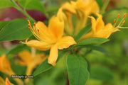 - Azalea 'Hurricane Creek #148’ Yellow Native Azalea - Mr Maple │ Buy Japanese Maple Trees