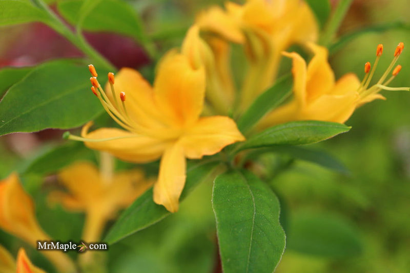 - Azalea 'Hurricane Creek #148’ Yellow Native Azalea - Mr Maple │ Buy Japanese Maple Trees