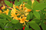 - Azalea 'Hurricane Creek #148’ Yellow Native Azalea - Mr Maple │ Buy Japanese Maple Trees