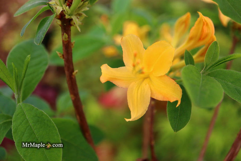 - Azalea 'Hurricane Creek #148’ Yellow Native Azalea - Mr Maple │ Buy Japanese Maple Trees