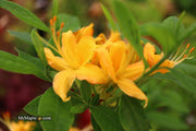 - Azalea 'Hurricane Creek #148’ Yellow Native Azalea - Mr Maple │ Buy Japanese Maple Trees