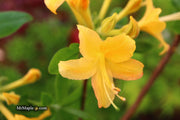 - Azalea 'Hurricane Creek #148’ Yellow Native Azalea - Mr Maple │ Buy Japanese Maple Trees