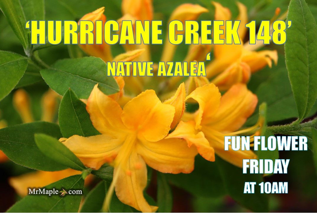 Azalea 'Hurricane Creek #148' Yellow Flowers Native Azalea — Mr